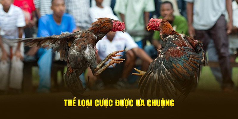 Thể loại cược được ưa chuộng