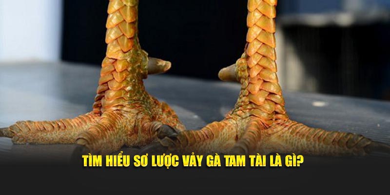 Tìm hiểu sơ lược vảy gà tam tài là gì?